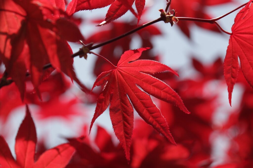 red maple leaves, maple leaves, red leaves-7395624.jpg